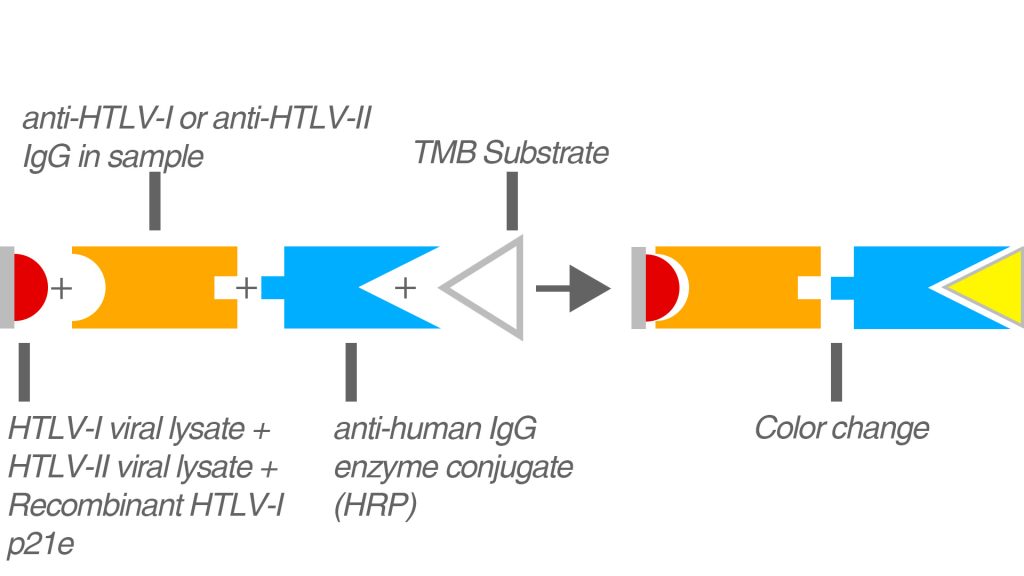 HTLV test principle graphic